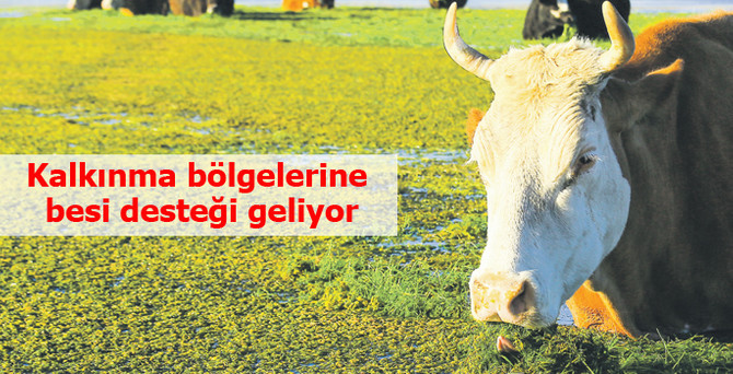 Kalkınma bölgelerine besi desteği geliyor