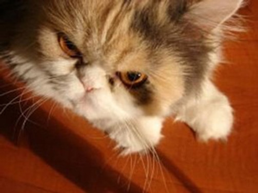 ABD'de 'evcil kedi' dehşeti