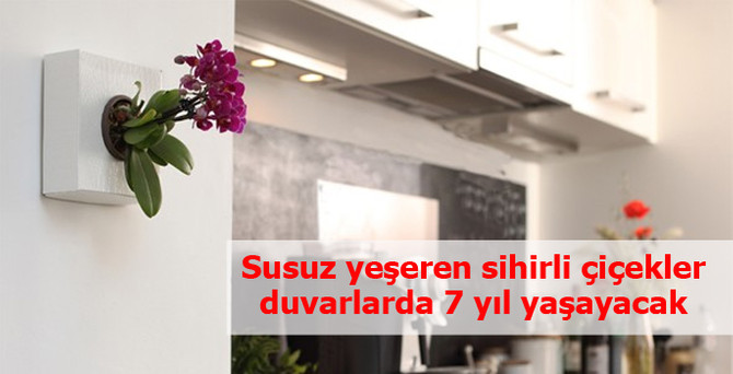 Susuz yeşeren sihirli çiçekler duvarlarda 7 yıl yaşayacak