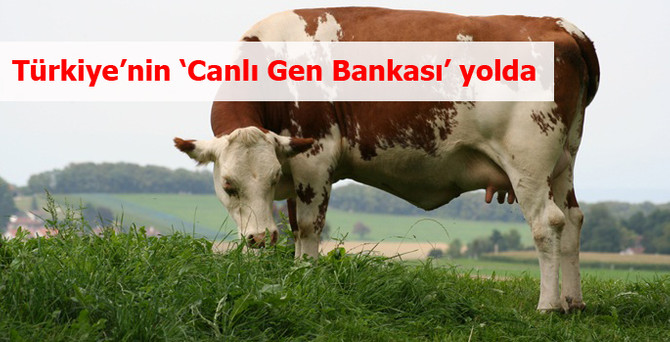 Türkiye'nin 'Canlı Gen Bankası' yolda