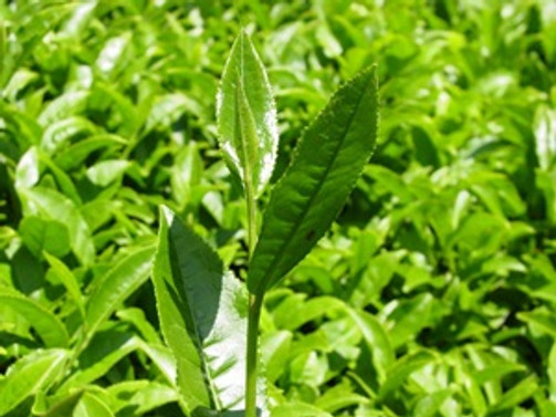 Çay sezonu erken başlayacak