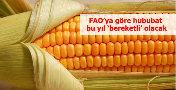 FAO’ya göre hububat bu yıl bereketli olacak