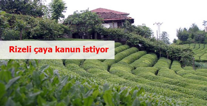 Rizeli çaya yeni başarı hikayesi yazmak için 'yasa' istiyor