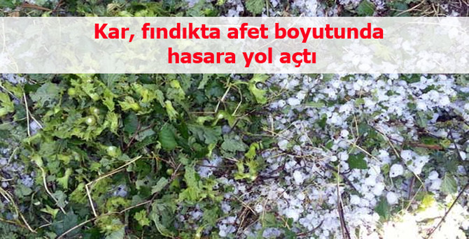 Kar, fındıkta afet boyutunda hasara yol açtı
