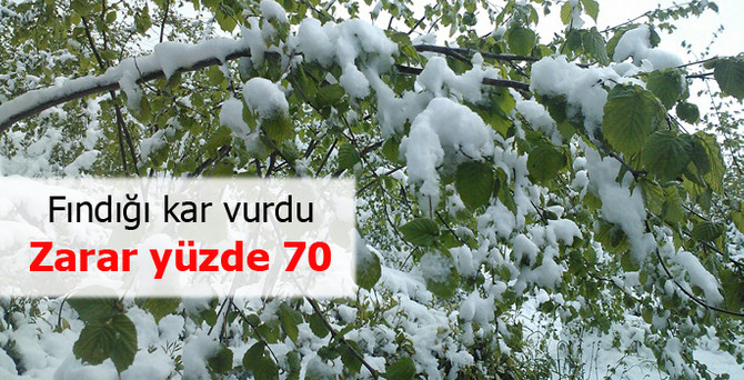 Fındığı kar vurdu
