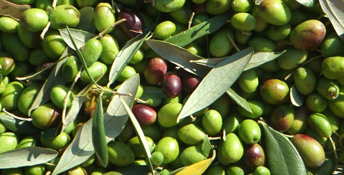 TZOB: Zeytin alanları korunmalı