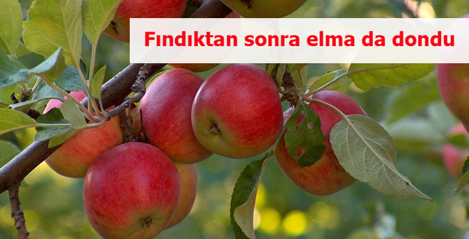 Fındıktan sonra elma da dondu