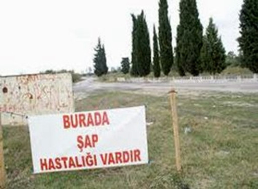 Marmara ve Ege de şaptan ari hale getiriliyor