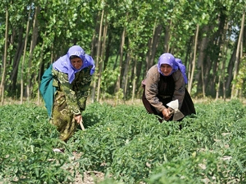 Tarım ÜFE ağustosta düştü