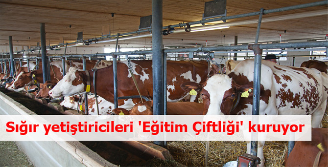 Sığır yetiştiricileri 'Eğitim Çiftliği' kuruyor