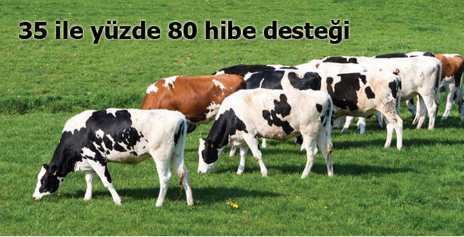 Hayvancılıkta 35 ile yüzde 80 hibe desteği