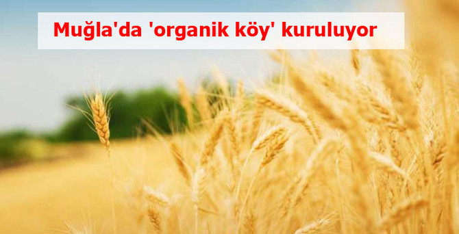 Muğla'da 'organik köy' kuruluyor