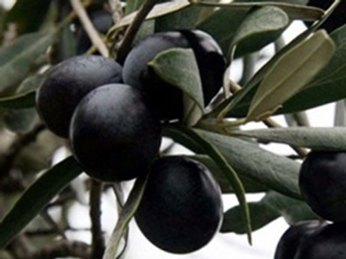 Aşırı yağışlar, zeytin üretimini olumsuz etkiledi