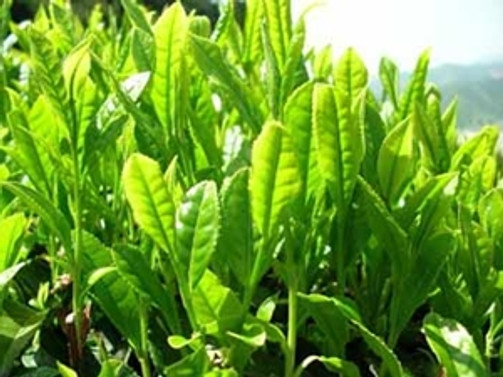 ÇAYKUR, 209 bin 339 ton yaş çay aldı