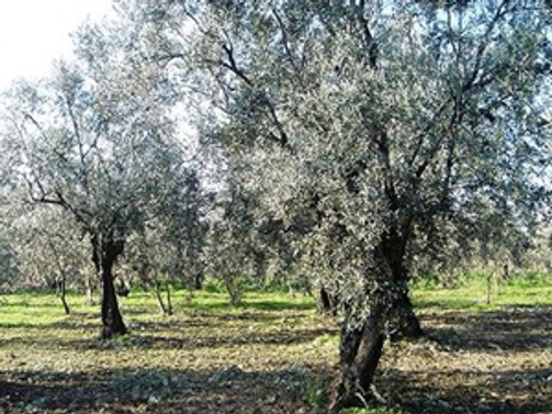 Zeytinlik Sahaları Koruma Kurulu oluşturuluyor