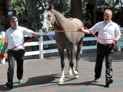 Tay satışından 2 milyon lira gelir