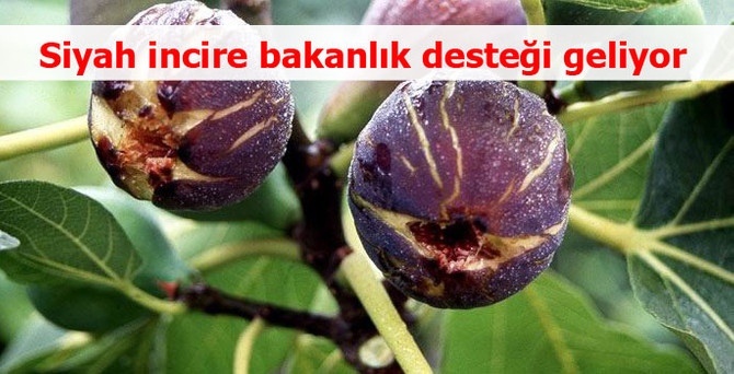 Siyah incire bakanlık desteği geliyor