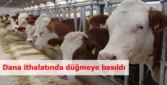 Dana ithalatında düğmeye basıldı