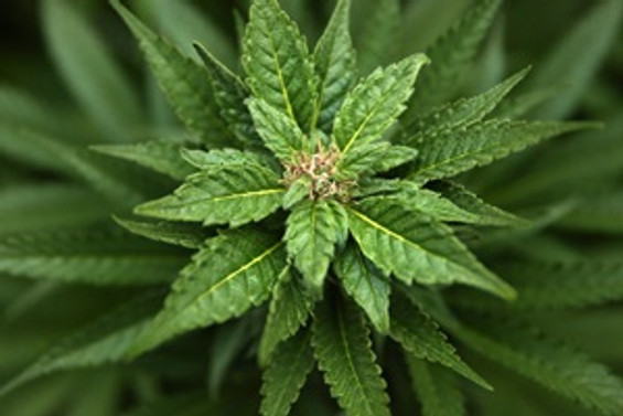Marihuana yasallaşıyor