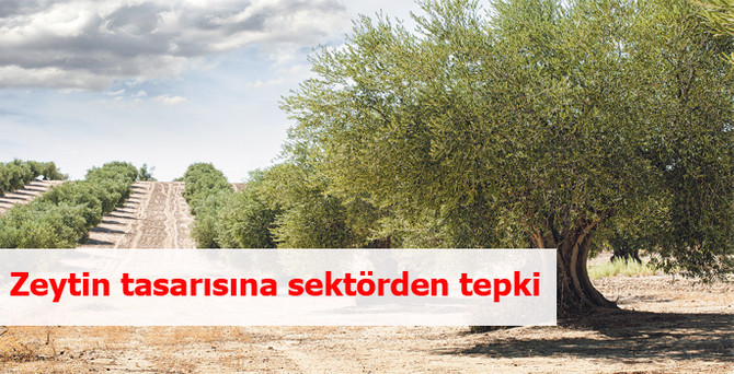 Zeytin tasarısına sektörden tepki