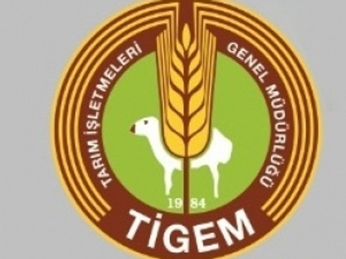 TİGEM, 16 baş Safkan Arap elit tay satacak