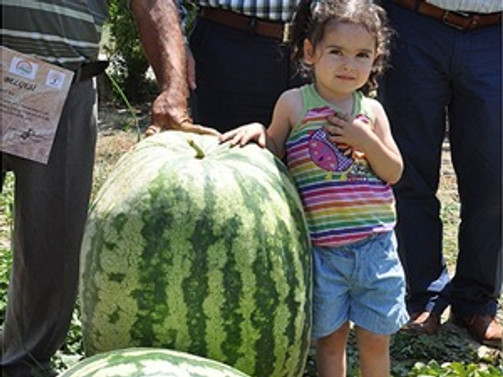 58 kilogramlık karpuz üretti!