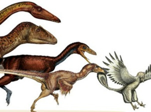 '163 kiloluk dinozor, 800 gramlık kuşa dönüştü'