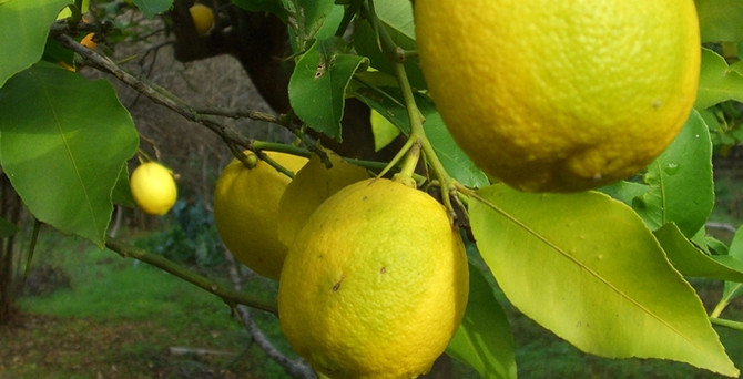 Arjantin düştü, limon uçtu