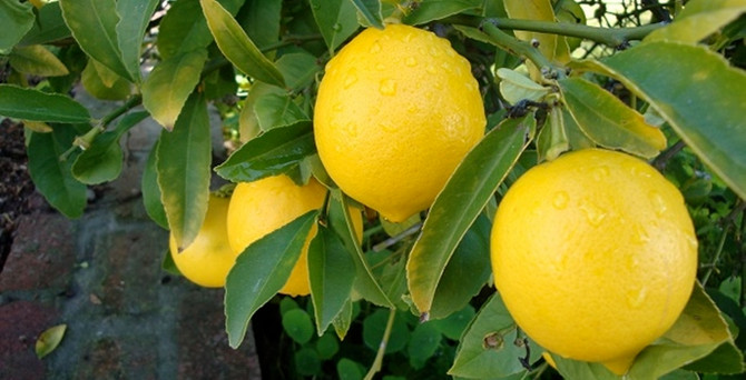 Limon sezonda bile el yakacak