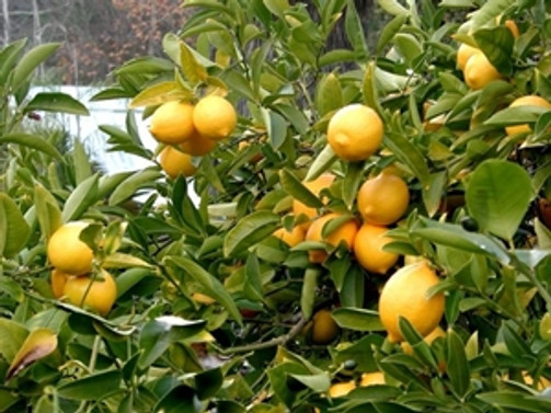 Limon fiyatı yüz ekşitiyor