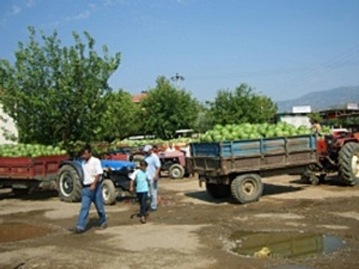Aydın'da karpuzlar tarlada kaldı