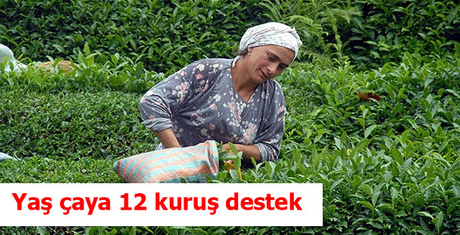 Yaş çay için kg başına 12 kuruş destek