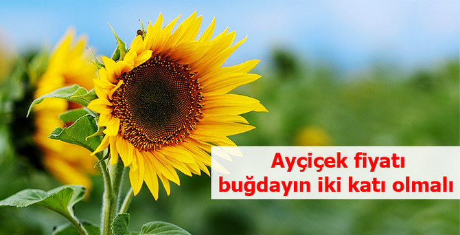 'Ayçiçeği fiyatı buğdayın 2 katından az olmamalı'