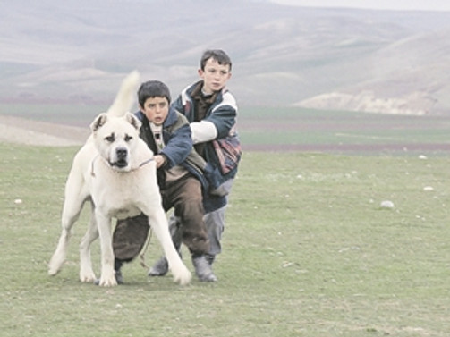 İki filmimiz, Venedik'te Altın Aslan peşinde