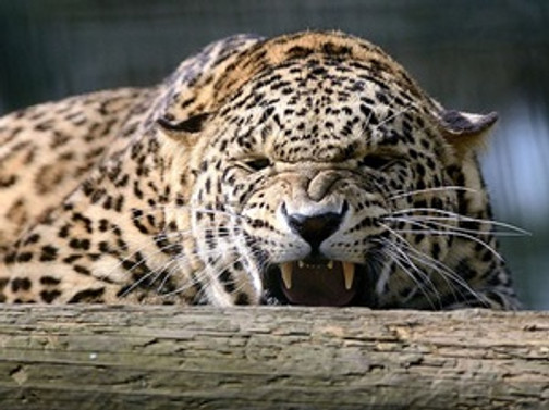 Kendisine saldıran leoparı kürekle öldürdü