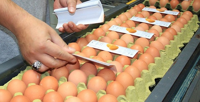 Rusya'ya yumurta ihracatı bu ay başlıyor