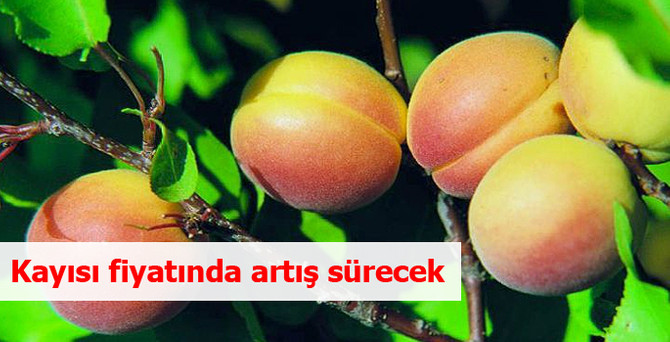 Kayısı fiyatında artış sürecek