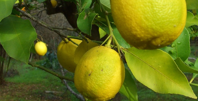 Limonun fiyatı 12 liraya kadar çıktı