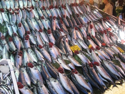 Palamut fiyatları 'borsayı' aratmıyor