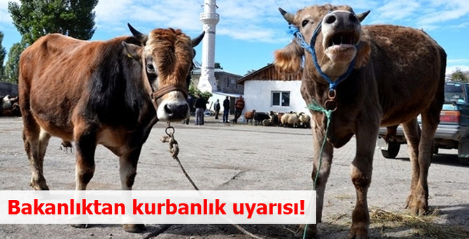Bakanlıktan kurbanlık uyarısı!
