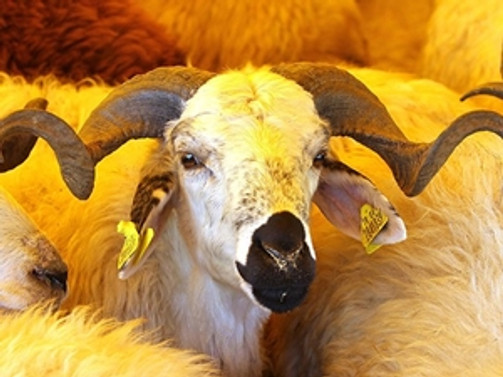 dolarne olur vercel app