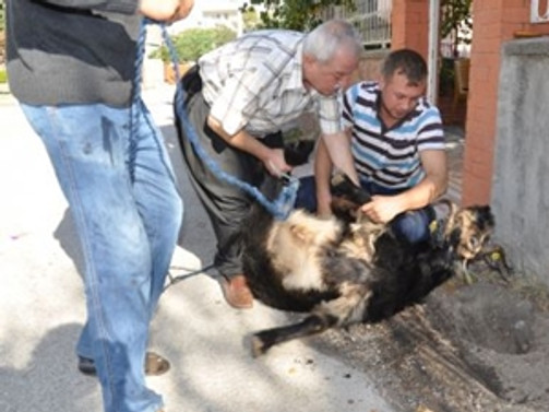 Kurban keserken hayatını kaybetti