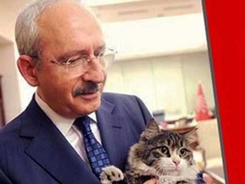 CHP'den kedi Şero 'imzalı' genelge