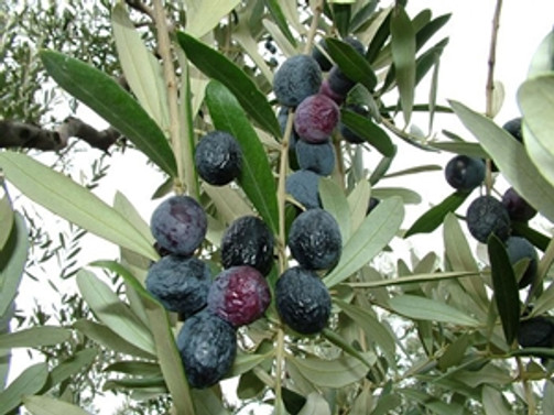 Akhisar 36 ülkeye zeytin ihracatı yapıyor