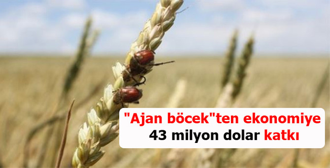 "Ajan böcek"ten ekonomiye 43 milyon dolar katkı