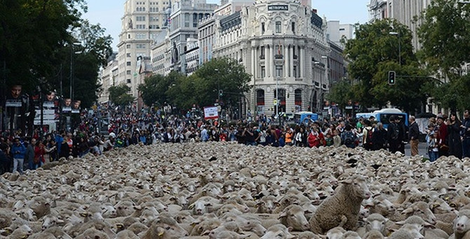 Madrid'de 2 bin koyun şehre indi