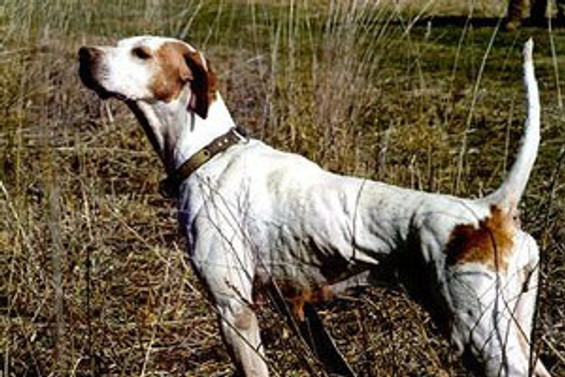 Köpek sahibini vurdu