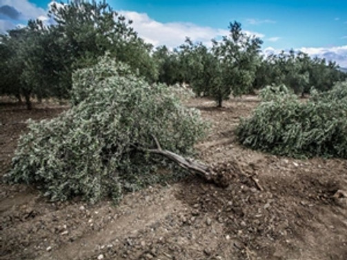 'Zeytin' nöbetindeki köylülere saldırı