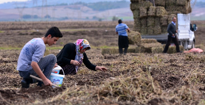 Kuraklık fıstık üreticisinin tadını kaçırdı