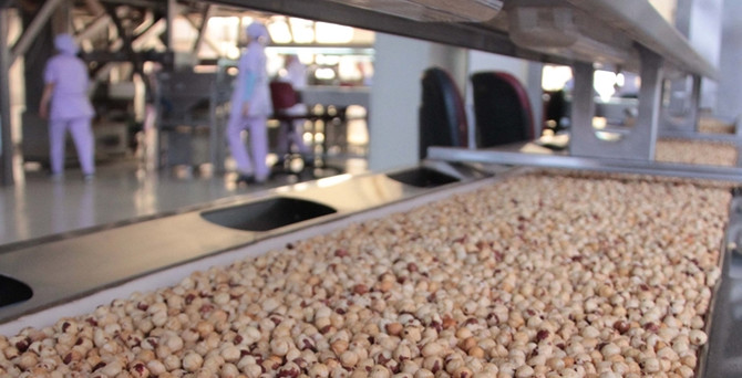 FİSKOBİRLİK, 2015 ürünü bin 500 ton fındık aldı